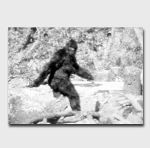 POTAM Sasquatch Tracking Bug Image